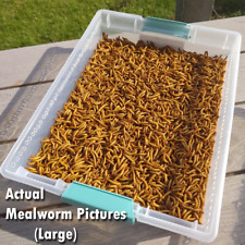 Live mealworms free for sale  Ruskin