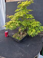 Japanese maple bonsai for sale  MILTON KEYNES