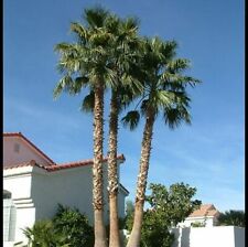 Mexican fan palm for sale  Las Vegas