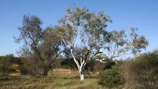 Eucalyptus camaldulensis River Goma Roja 1000, 2500, 5000, 10000, 500000 semillas 3 segunda mano  Embacar hacia Argentina