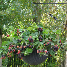 Blackberry black cascade for sale  PETERBOROUGH