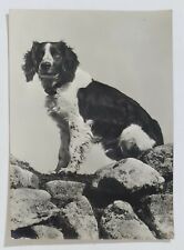 breton cane caccia usato  Palermo