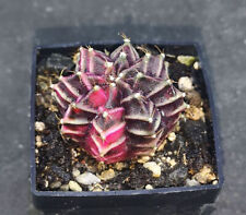 Gymnocalycium variegated daydr for sale  Shipping to United Kingdom