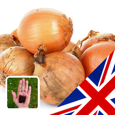 Pack organic onion for sale  CHELMSFORD