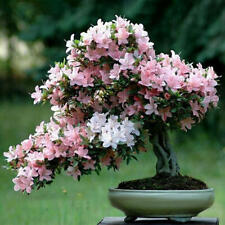 Japanese sakura bonsai for sale  STRABANE