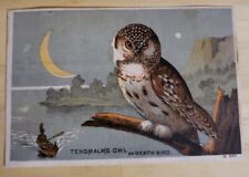 Tengmalm's Owl Death Bird Kenton Baking Powder Victorian Trade Card Cincinnati  for sale  Shipping to South Africa