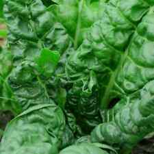 Perpetual spinach swiss for sale  Deltona