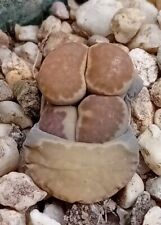 Lithops salicola for sale  CHESTER