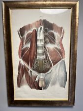 Pair vintage anatomical for sale  TONBRIDGE