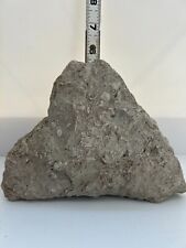 Fossil shells limestone for sale  Otoe
