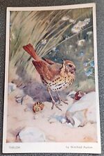 Vintage postcard thrush for sale  THETFORD