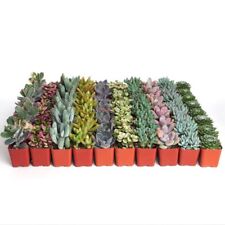 Live Succulent Plant Garden Starter (Ready To Plant) Over 50 varieties, used for sale  Shipping to South Africa
