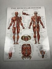 Vintage muscular system for sale  Ithaca