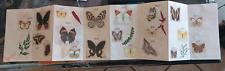 Farfalle collezioni farfalle usato  Ruffano
