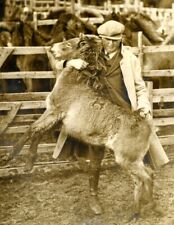 Man holding foal d'occasion  Villefranche-de-Lauragais