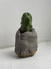 Thimble cactus handmade for sale  OXFORD
