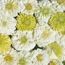 Zinnia key lime for sale  Sevierville