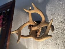 Vintage pronghorn antelope for sale  Tampa