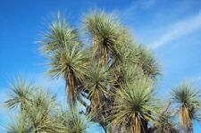 Beaucarnea gracilis pianta usato  Napoli