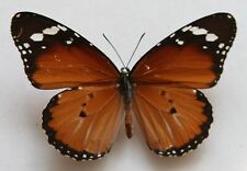 Butterfly female danaus for sale  Shipping to Ireland