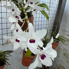 orchids kingianum dendrobium for sale  USA