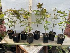Japanese maple seedlings for sale  North Augusta