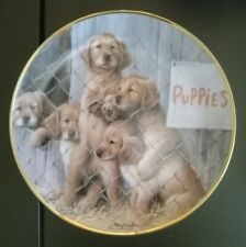 Adopt puppy franklin for sale  Malden