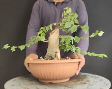 olmo bonsai usato  San Pancrazio Salentino