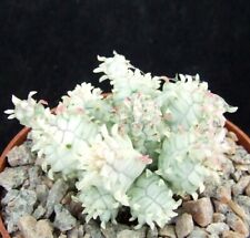 Euphorbia mammillaris new for sale  EASTBOURNE