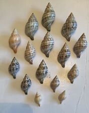 15 Beautiful Banded Tulip Shells From SW Florida for sale  Shipping to South Africa