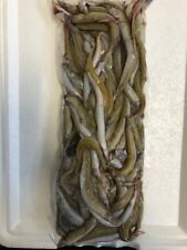 Sand eels 1kg for sale  PORTSMOUTH