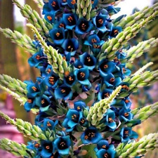 Puya alpestris sapphire for sale  Shipping to Ireland