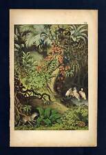 Used, Fox Of Brazil Rattler DIDN'T DO IT, Sloth, Marmoset, Parrot Ara engraving 1880 for sale  Shipping to South Africa
