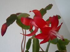 Schlumbergera rare red for sale  Lawrence