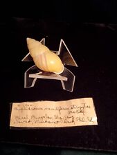 Vintage Land Snail Amphidromus Maculiferus - 50 mm Excellent Beautiful Condition for sale  Shipping to South Africa