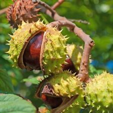 Horse chestnut seeds for sale  Chariton