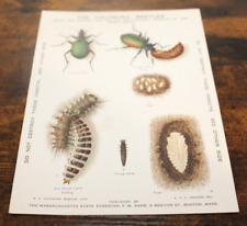 RARE Oversized MASS FORESTER POSTCARD Pvt Mailing "CALOSOMA BEETLE" lot ks, used for sale  Shipping to South Africa