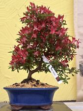Joe bonsai jahre gebraucht kaufen  Spiesen-Elversberg