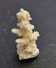 Real coral skeleton for sale  Newbury