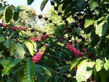 Coffea canephora robusta for sale  Shipping to Ireland