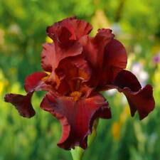 Iris blooming pass for sale  IPSWICH