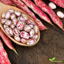 Feijão cranberry 50 SEMENTES - PHASEOLUS VULGARIS - Borlotti + 5 sementes de girassol, usado comprar usado  Enviando para Brazil