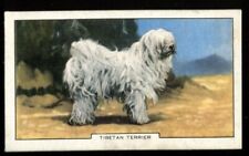 Tobacco Card, Gallaher, DOGS, 1938, 2nd Series, Tibetan Terrier, #30 for sale  ASHFORD