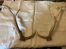 Unmounted antlers horns for sale  GLOSSOP