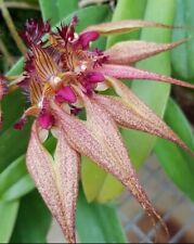 Bulbophyllum rothschildianum r for sale  San Francisco