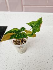 Syngonium red spot for sale  LONDON