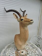 trophee taxidermie d'occasion  Meung-sur-Loire