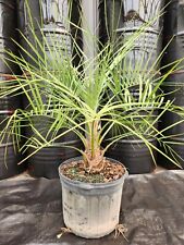 Pindo palm tree for sale  Ashtabula