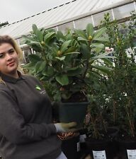 white rhododendron for sale  HARLOW