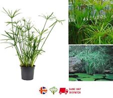 Cyperus seeds pond for sale  BROCKENHURST